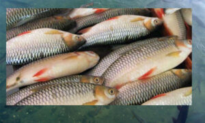 कृषिमा सम्भावना देखाउँदै माछापालन