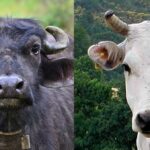 गाई–भैँसी खरिद गर्ने किसानलाई रु २५ हजार अनुदान