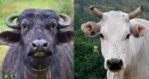 गाई–भैँसी खरिद गर्ने किसानलाई रु २५ हजार अनुदान