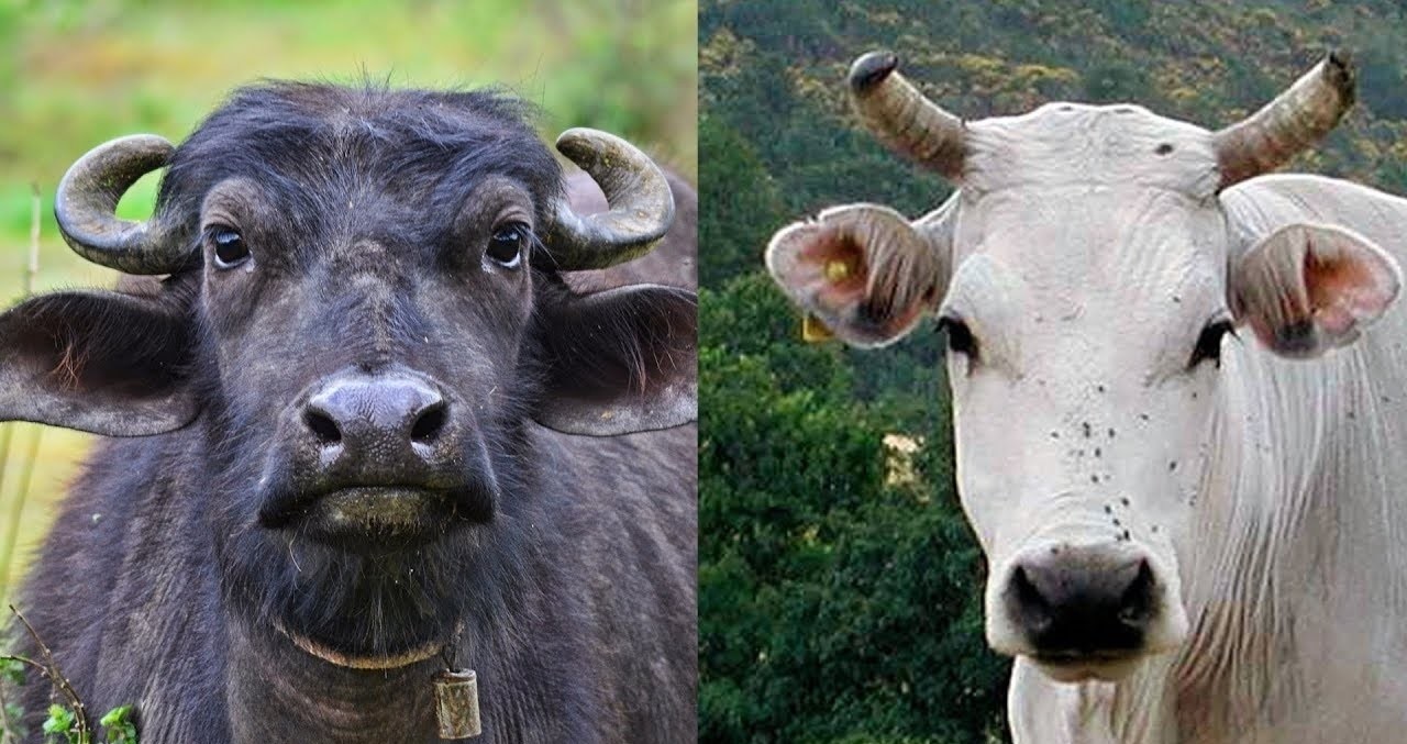 गाई–भैँसी खरिद गर्ने किसानलाई रु २५ हजार अनुदान