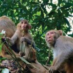 मतदाताको सर्त : ‘चुनाव जितेर बाँदर नियन्त्रण गर्ने उम्मेदवारलाई भोट’