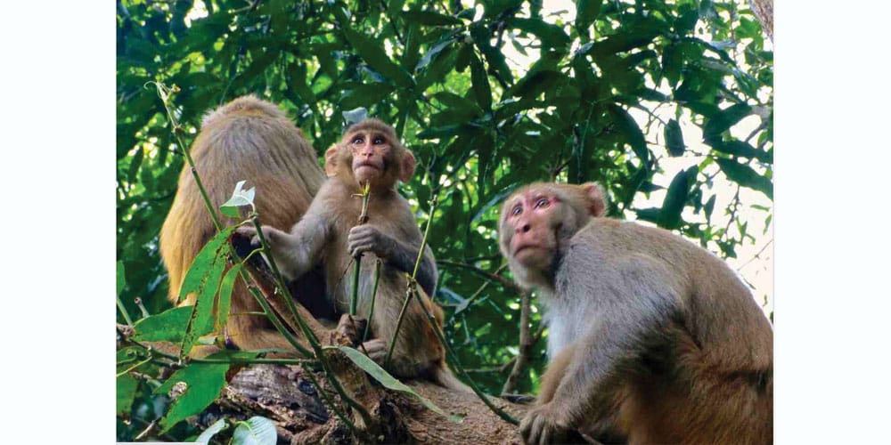 मतदाताको सर्त : ‘चुनाव जितेर बाँदर नियन्त्रण गर्ने उम्मेदवारलाई भोट’