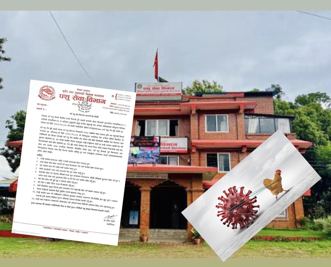 पशु सेवा विभागद्वारा बर्डफ्लु पुष्टि, मोरङ ‘संक्रमित क्षेत्र’ घोषणा