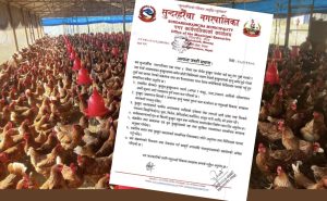 मोरङको सुन्दरहरैंचामा बर्डफ्लु पुष्टि, उच्च सतर्कता अपनाउन आग्रह