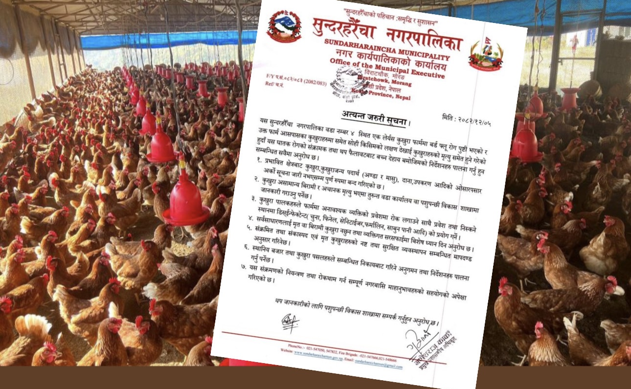 मोरङको सुन्दरहरैंचामा बर्डफ्लु पुष्टि, उच्च सतर्कता अपनाउन आग्रह