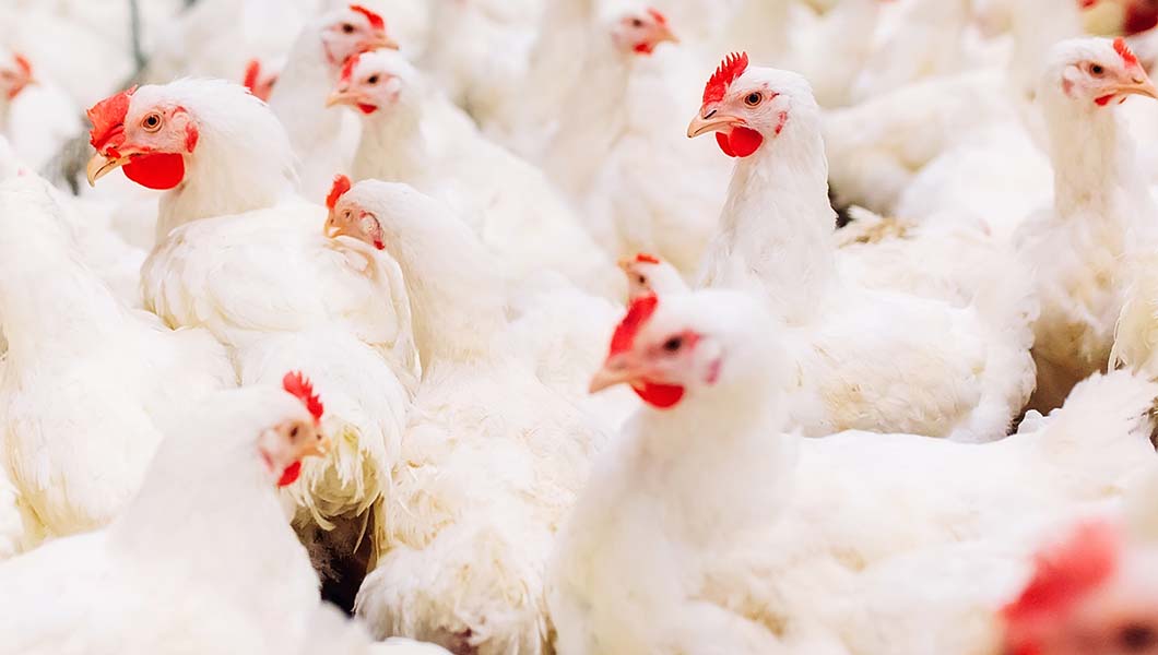 संकटमा पोल्ट्री