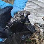 कीर्तिपुरमा मृत कागमा बर्ड फ्लू पुष्टि