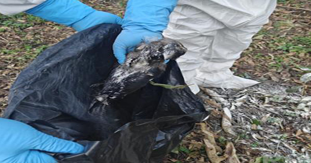 कीर्तिपुरमा मृत कागमा बर्ड फ्लू पुष्टि