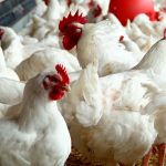 कैलाली मृत्यु प्रकरण: रोगी कुखुराका कारण नभई सडेका मासु सेवनकै कारण—पशु चिकित्सक