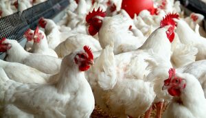 कैलाली मृत्यु प्रकरण: रोगी कुखुराका कारण नभई सडेका मासु सेवनकै कारण—पशु चिकित्सक