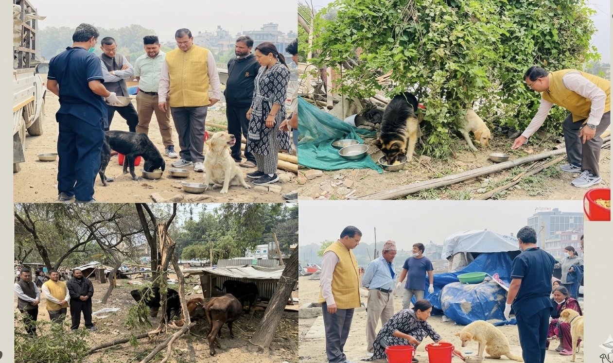 सुकुम्बासी बस्तीमा पशु सेवा विभागद्वारा उद्धार कार्यको अनुगमन, संस्थासँग समन्वय