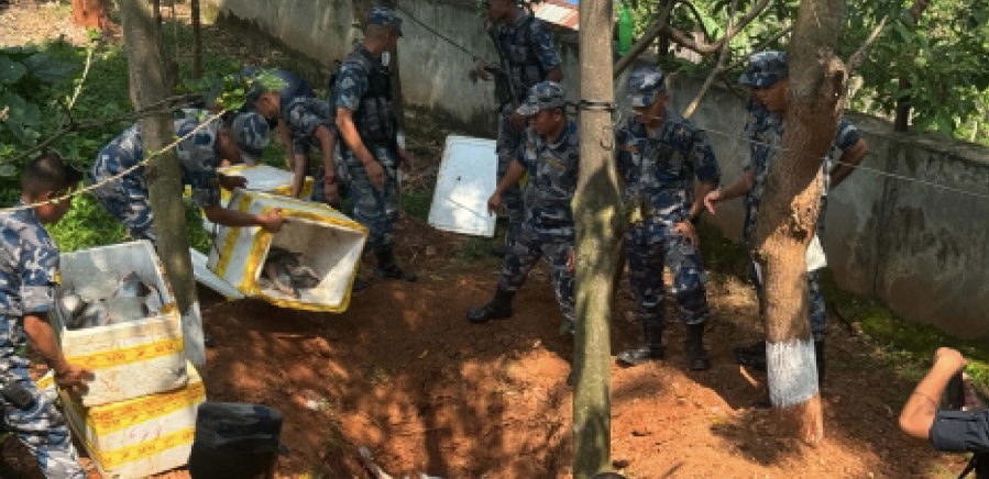 नक्कली भेटेरिनरी प्रमाणपत्र बनाएर माछा तस्करी