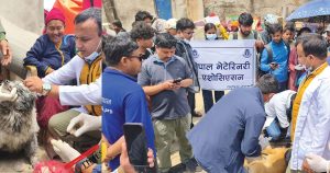नेपाल भेटेरिनरी एसोसिएसनद्वारा सुकुम्बासी बस्तीमा पशु उद्धार तथा उपचार अभियान