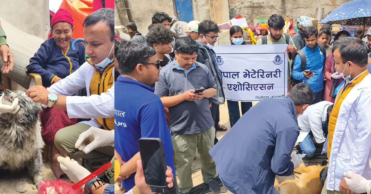 नेपाल भेटेरिनरी एसोसिएसनद्वारा सुकुम्बासी बस्तीमा पशु उद्धार तथा उपचार अभियान