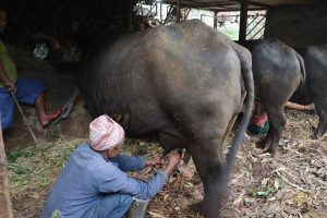 विदेश जान नसकेका पौडेल, भैँसीपालनबाट बने उद्यमी