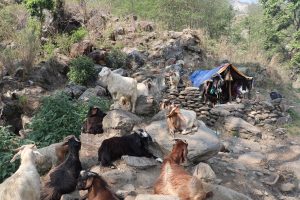 धौलागिरिबाट हराउँदै घुम्ती गोठ, सङ्कटमा परम्परागत पशुपालन