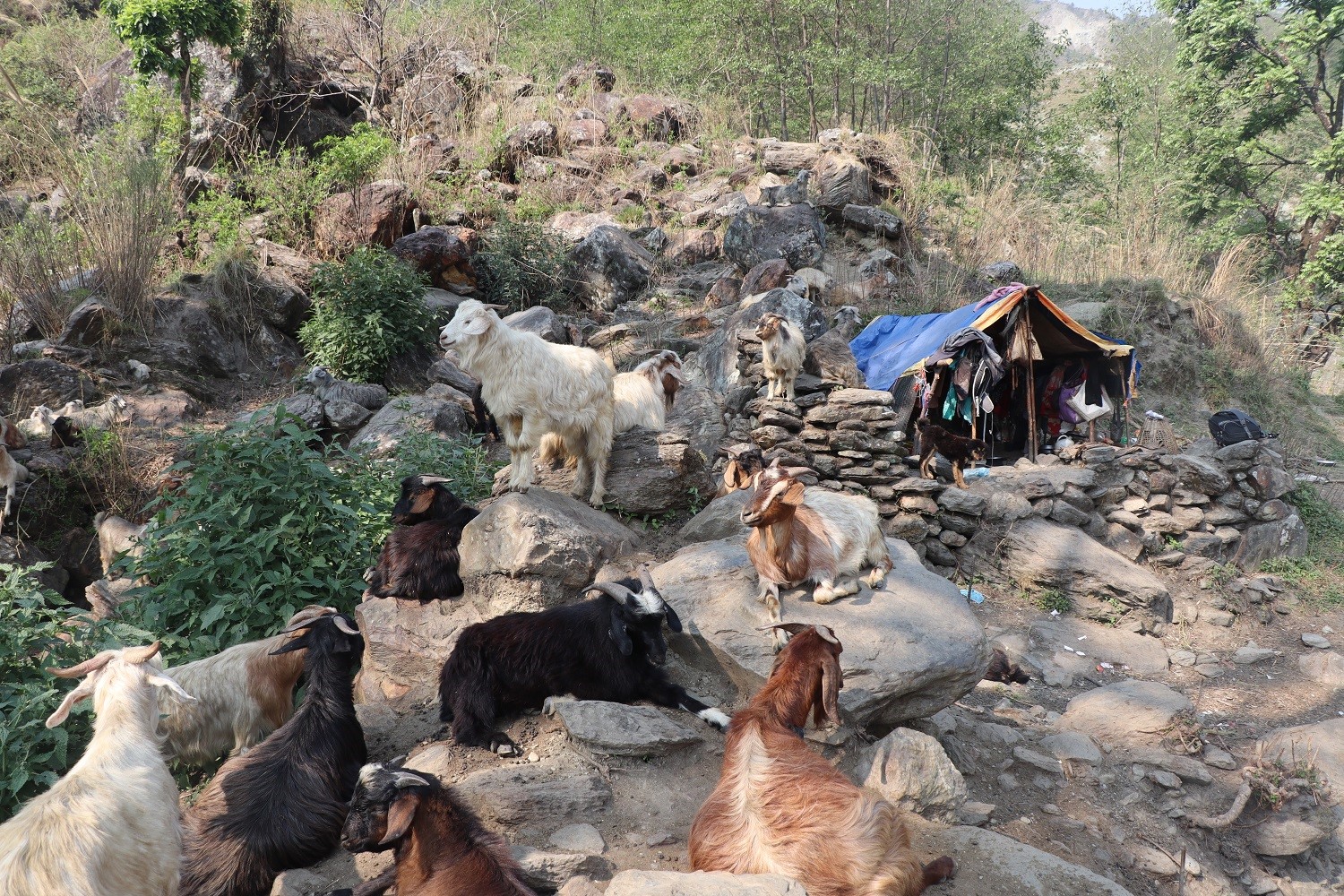 धौलागिरिबाट हराउँदै घुम्ती गोठ, सङ्कटमा परम्परागत पशुपालन