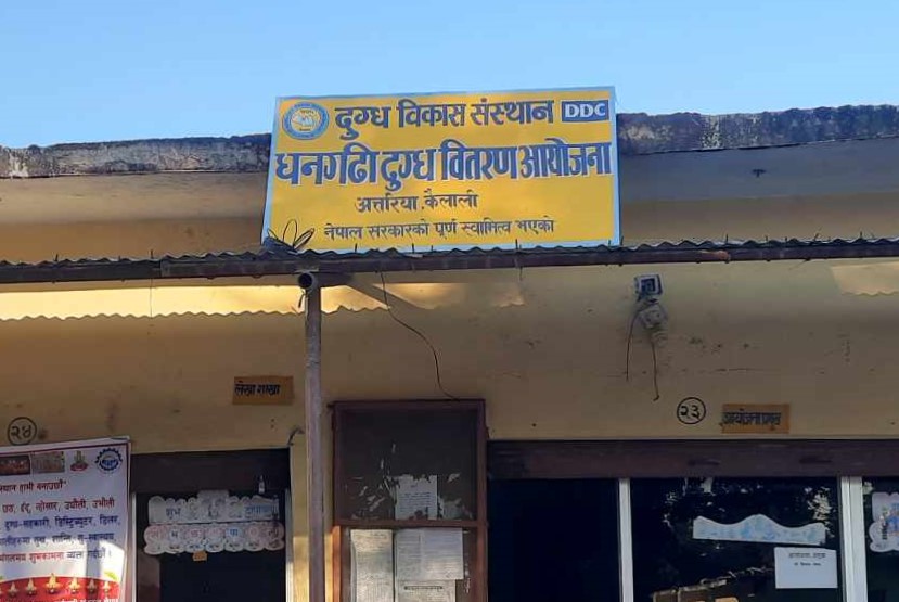 दुग्धजन्य पदार्थ बिक्रीबाट डीडीसी धनगढीले छ करोड सङ्कलन