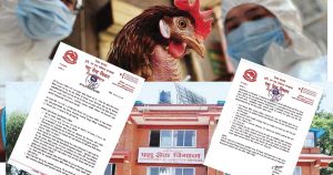 बर्ड फ्लुको प्रकोप ११ जिल्लामा, रानीखेत र ई–कोलाईलगायत अन्य रोग पनि पुष्टि
