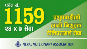 बर्ड फ्लुको जोखिम बढेपछि नेपाल भेटेरिनरी एशोसिएसनको २४सै घण्टा निःशुल्क हटलाइन सेवा