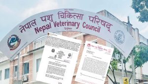 पशु चिकित्सा परिषद्को सूचना ‘विवेकहीनताको पराकाष्ठा’ : मेहता