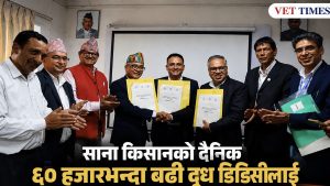 साना किसानबाट डिडिसीलाई दैनिक ६० हजार लिटरभन्दा बढी दूध