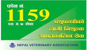 बाढी प्रभावित पशुपन्छीको उपचारमा २४ सै घण्टा सेवा, ११५९ हटलाइन सञ्चालन