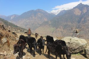रेविज सङ्क्रमित कुकुरले टोकेपछि पाँचथरका किसानको गोठ रित्तियो